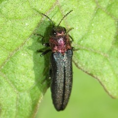 Agrilus huachucae