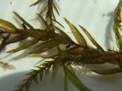 Fontinalis hypnoides