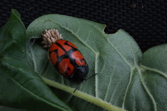 Ogdoecosta biannularis