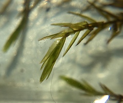 Fontinalis hypnoides