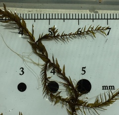 Fontinalis hypnoides