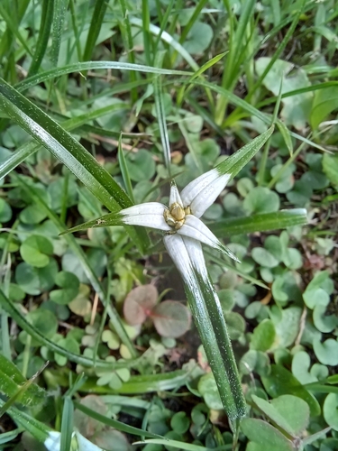 Image of Rhynchospora nervosa by no rights reserved