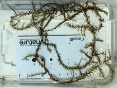 Fontinalis hypnoides