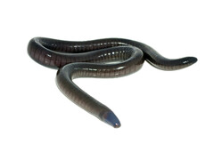 Gunther's Caecilian photo 2