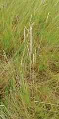 Elymus athericus