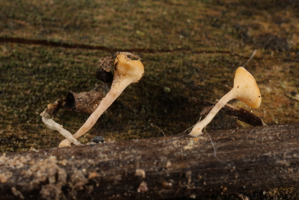 Hymenoscyphus sp. 'MI01'