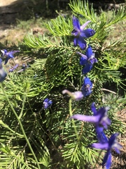 Delphinium depauperatum