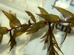 Fontinalis hypnoides