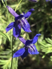 Delphinium depauperatum