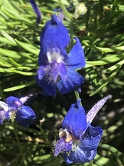 Delphinium depauperatum