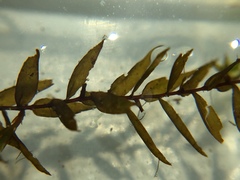 Fontinalis hypnoides