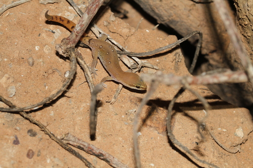 Harris Gecko, Saurodactylus harrisii