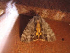 Catocala sordida