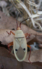 Probergrothius nigricornis