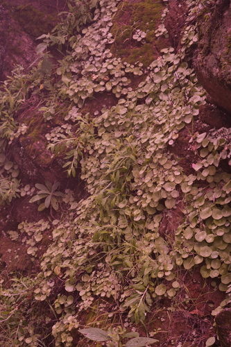 Umbilicus schmidtii (Umbilicus schmidtii)