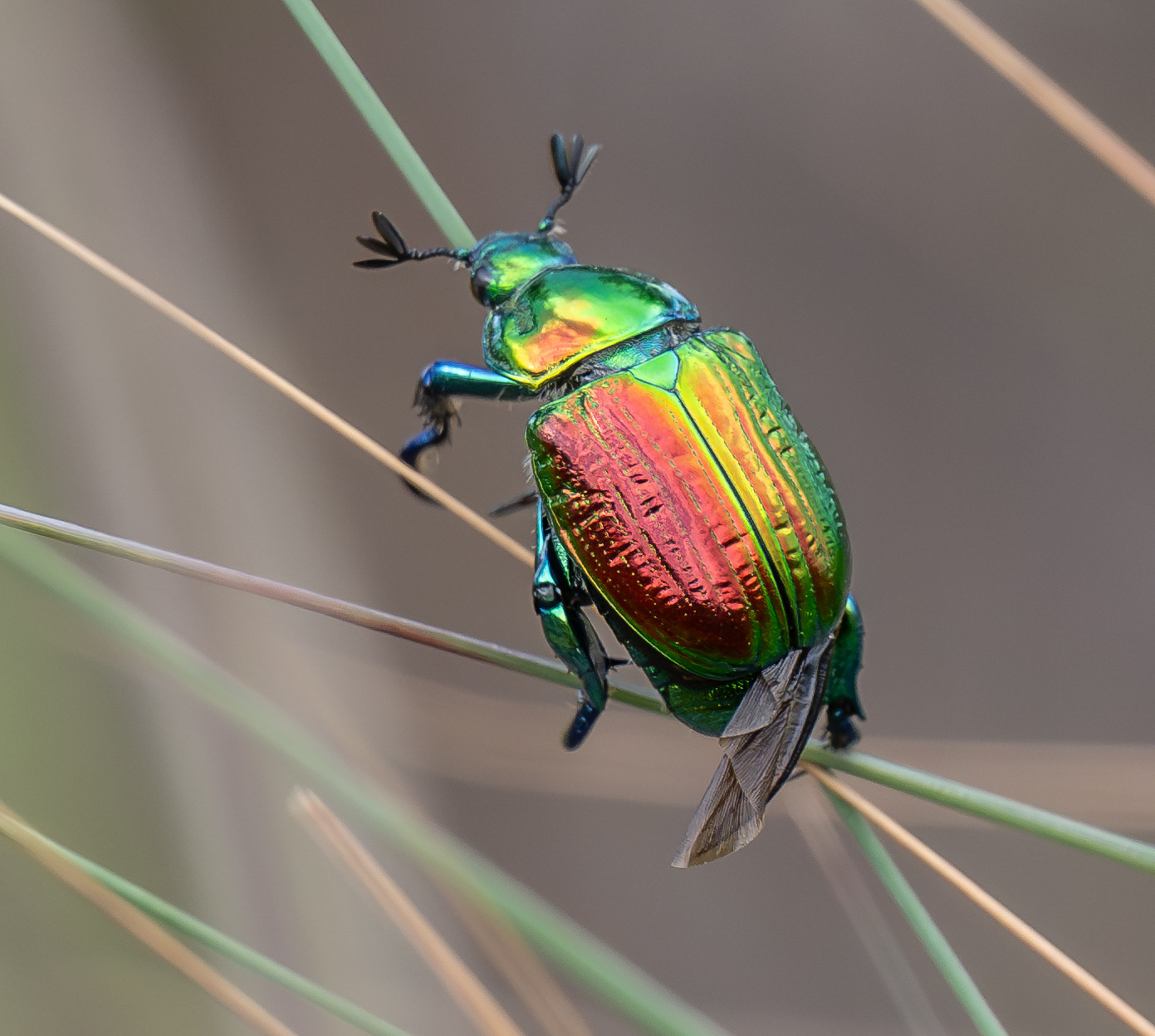 Photos of Precious Metal Beetle (Pelidnota sumptuosa) · iNaturalist