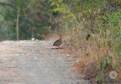 Crypturellus cinnamomeus