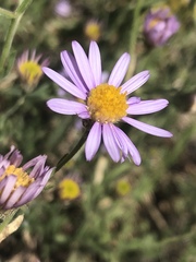 Erigeron breweri