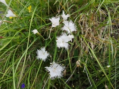 Dianthus plumarius praecox