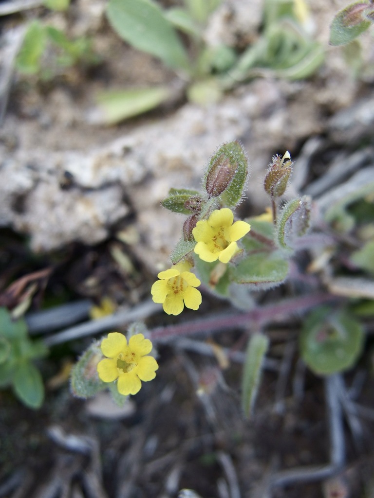 Erythranthe plotocalyx (Erythranthe plotocalyx)
