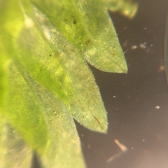 Fissidens dubius