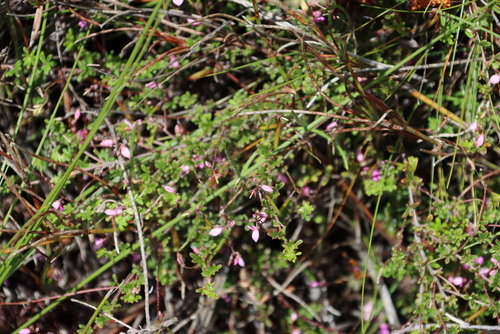 Image of Indigofera pinnata by (c) Tony Rebelo, some rights reserved (CC BY-SA)