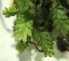 Fissidens dubius