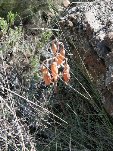 Cotyledon orbiculata var. flanaganii image