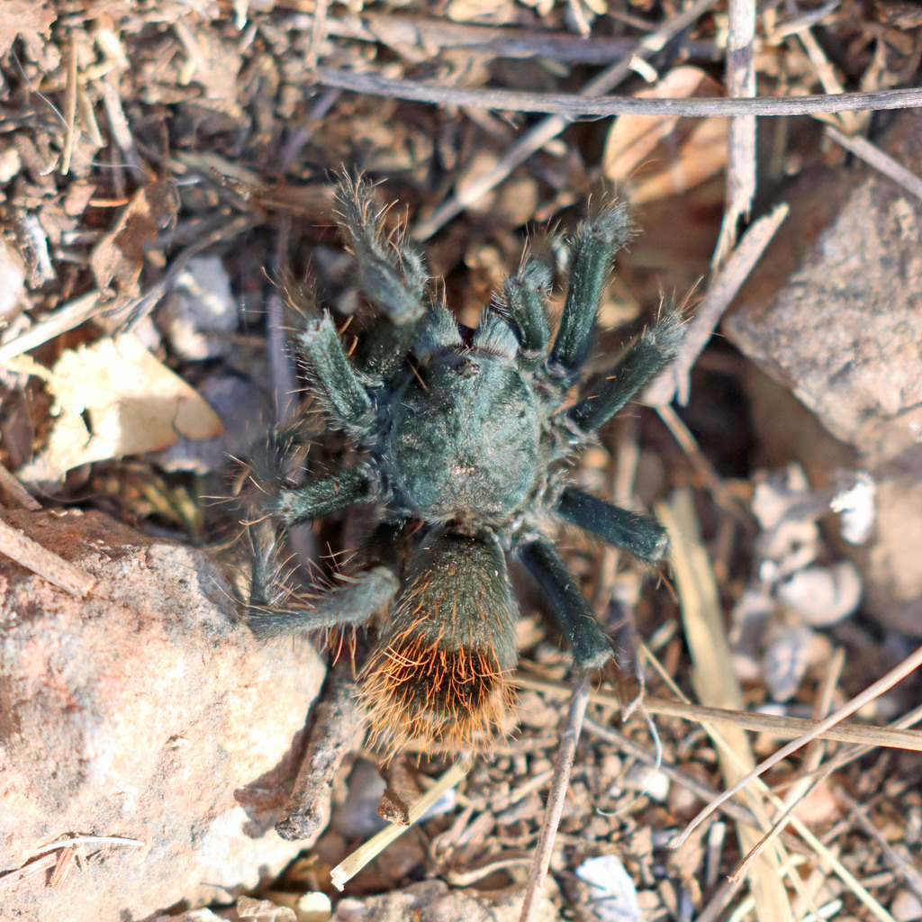 Madera Canyon Tarantula from Pima County, AZ, USA on December 5, 2024 ...