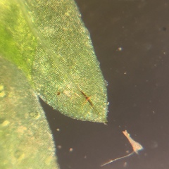 Fissidens dubius