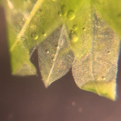 Fissidens dubius