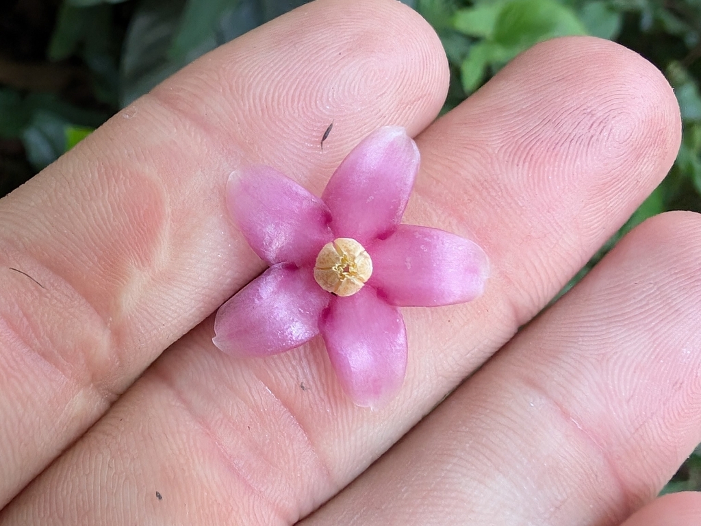 Ardisia humilis; photograph Zac Peterson, CC BY, iNaturalist via GBIF