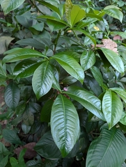 Zac Peterson, CC BY, iNaturalist via GBIF Ardisia humilis, photograph Zac Peterson, CC BY, iNaturalist via GBIF