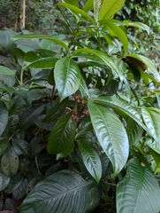 Zac Peterson, CC BY, iNaturalist via GBIF Ardisia humilis, photograph Zac Peterson, CC BY, iNaturalist via GBIF