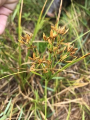 Cyperus lecontei
