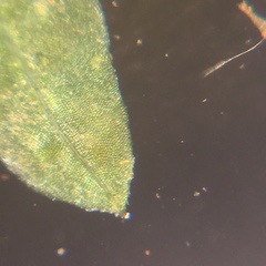 Fissidens dubius