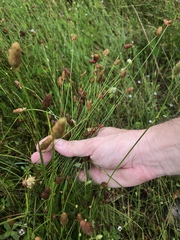 Fuirena scirpoidea