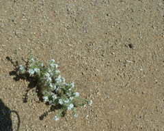 Cryptantha muricata