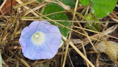 Ipomoea purpurea