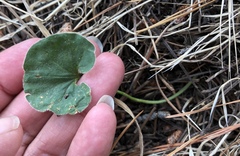 Dichondra donelliana