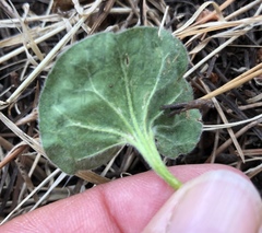 Dichondra donelliana