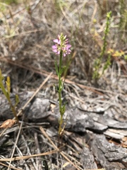 Polygala brevifolia