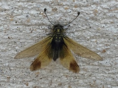 Libelloides ictericus