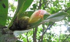 Costus allenii