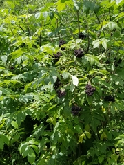 Sambucus racemosa melanocarpa