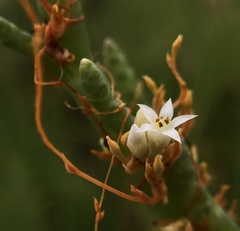 Cuscuta pacifica pacifica