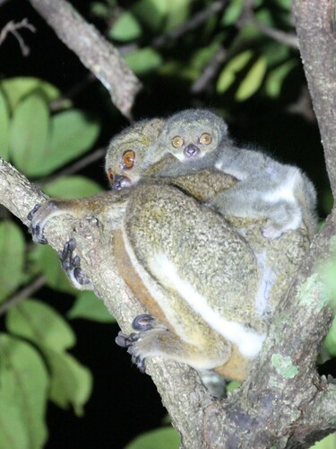 Moore's Woolly Lemur