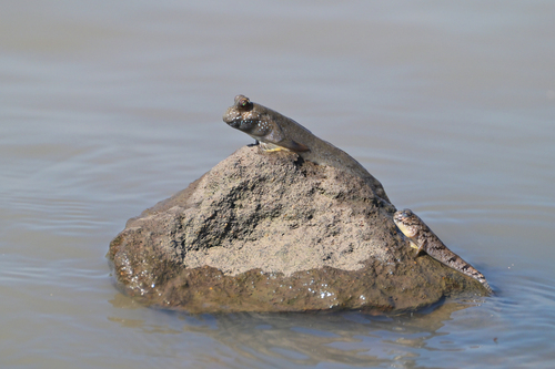 Atlantic mudskipper (Periophthalmus barbarus) — Gobiidae — 5