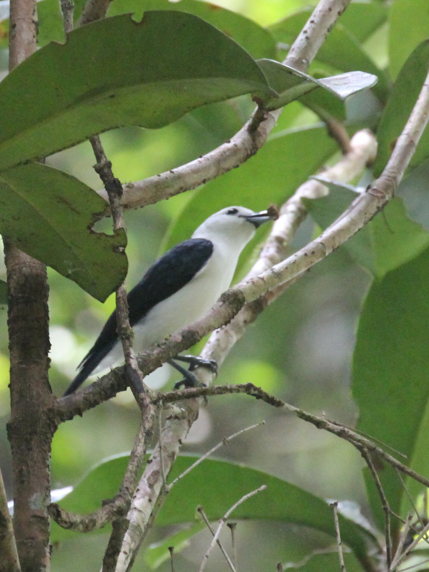 White-headed Vanga (Artamella viridis), photo 6