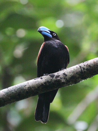 Helmet Vanga (Euryceros prevostii), photo 4